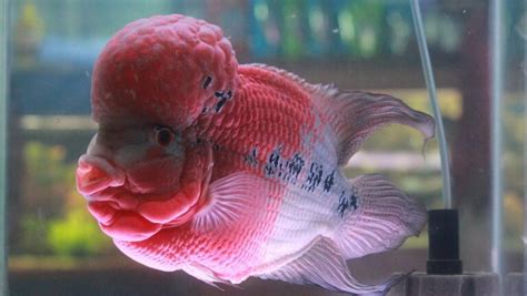 花羅漢飼養|飼養花羅漢魚 錯誤觀念要避免 – 寵物百科